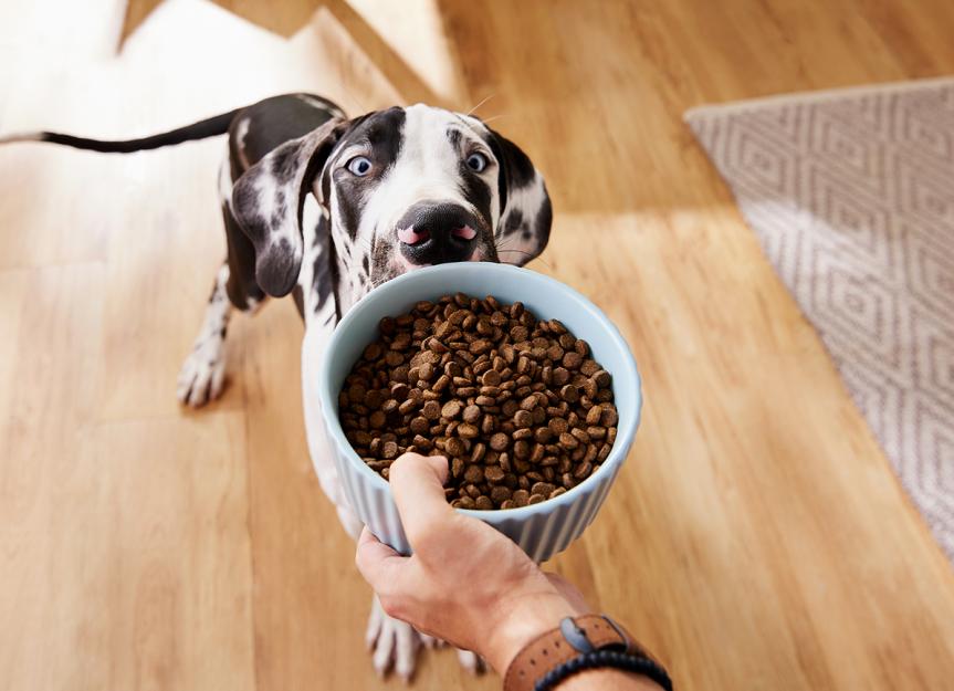 A Guide to Dog Food Ingredients and Reading Dog Food Labels PetMD